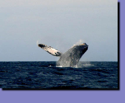 Whale